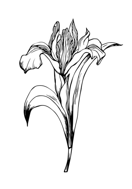 Hand-drawn outline Doodle Iris Flower Isolated on white background. Vector graphics. Buds and leaves. Botanical illustration. Perfect for Postcard, Interior decoration. Flowers gift Poster, Print, Flyer and Cards of Happy Mother's Day. - Vector, Image