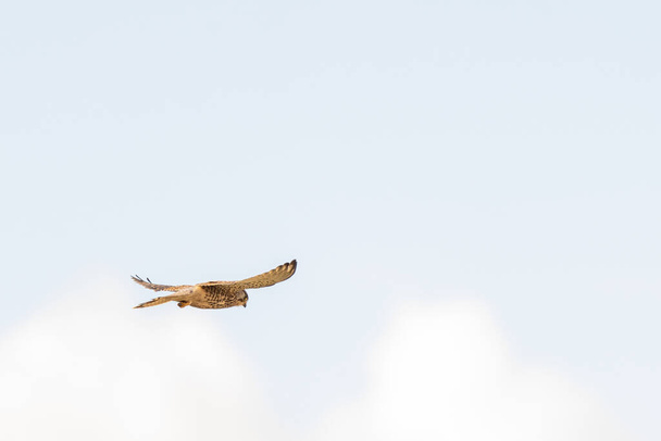 Close-up of Kestrel bird of prey hovers against a beautiful blue sky with white clouds an, hunting for prey - Photo, Image
