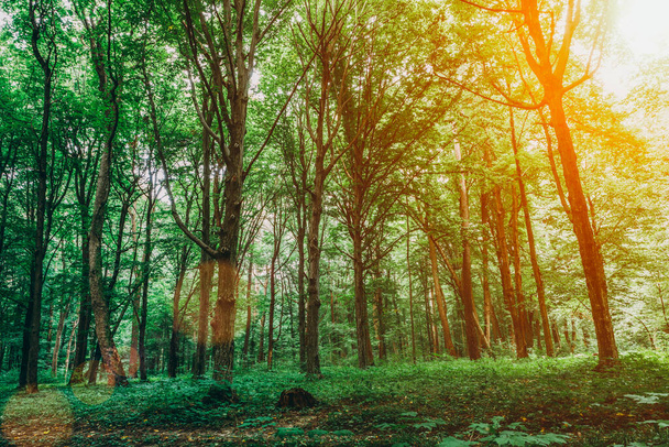 spring forest trees. nature green wood sunlight backgrounds. - Photo, Image