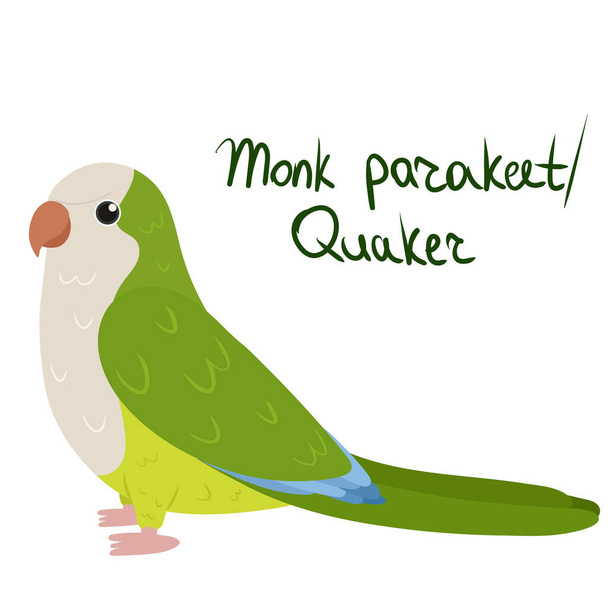 Monk parakeet або Quaker parrot в стилі мультфільму на білому тлі. Myiopsitta monachus - Вектор, зображення