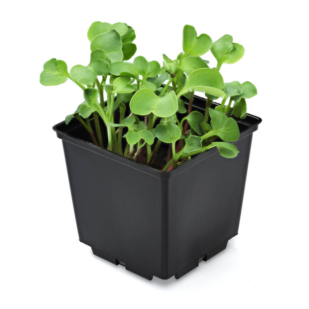 Fresh radish microgreen in a black pot isolated on white background. - Photo, Image