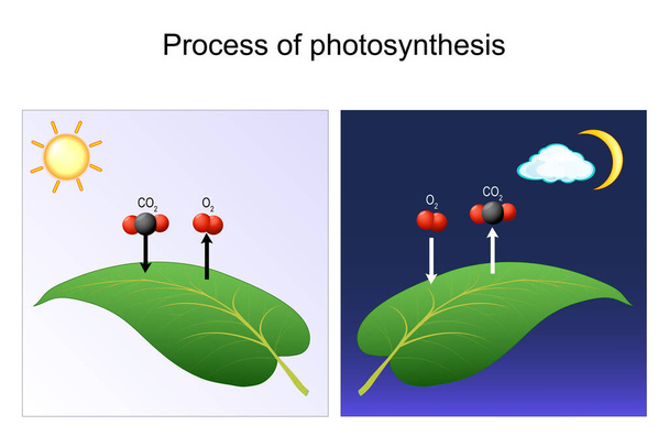 photosynthesis process. leaf of plant. day and night. Diagram for Photosynthesis explanation. chart of biology. posters for education and science use. vector illustration - Vettoriali, immagini