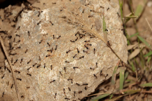 Close-up of Group of the ants crawling and working. Close up shot of a lot of ants - Photo, Image