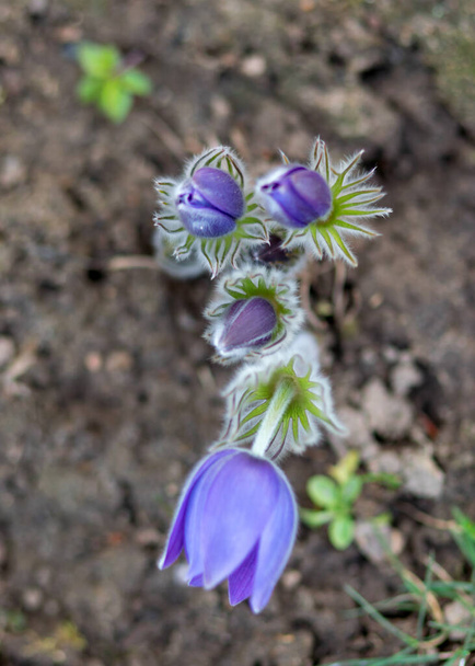 Purple Pulsatilla flowers close-up, beautiful bokeh, beautiful blooming pasque flower, spring colorful flower in the forest, large-flowered Passerine - Pulsatilla grandis. - Photo, Image