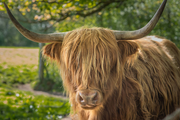 Close Up of a Highland Cow in Pollok Country Park in Glasgow Scotland Looking into Camera - Fotografie, Obrázek