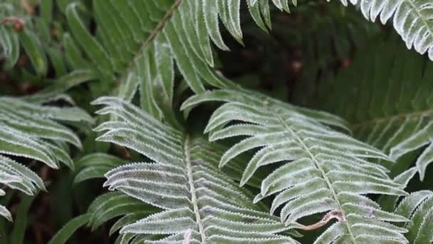 Close up of the fern leaves covered with the frost in Vancouver - Footage, Video