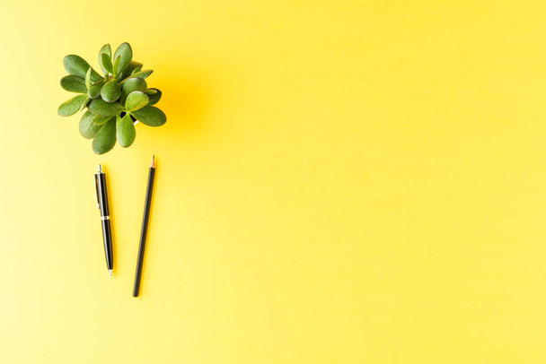 Elegant pens with green plant on yellow desktop. Business background - Foto, Imagen