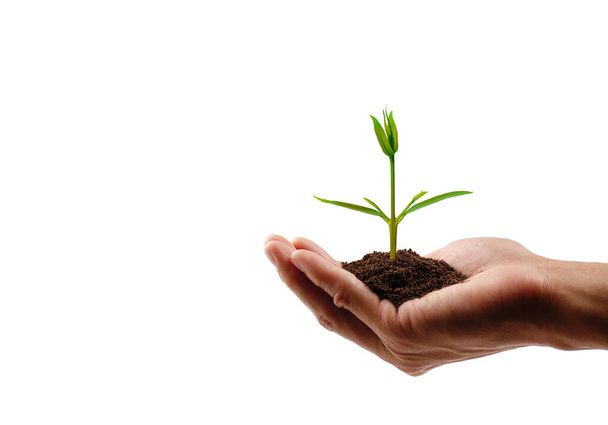 Hand holding a small tree on white background with clipping path. save the earth concept. - Photo, Image