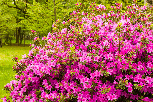 Blooming Azalea flowers, pink and purple flowers in spring, beauty in nature in the garden. - 写真・画像
