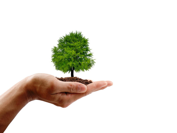 Hand holding a tree on white background. save the earth concept. - Photo, Image