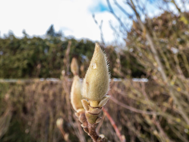 Primer plano de brotes cerrados de árboles de magnolia a principios de primavera. Los cogollos están cubiertos de pelos suaves y plateados que se parecen un poco a un abrigo de piel. - Foto, Imagen