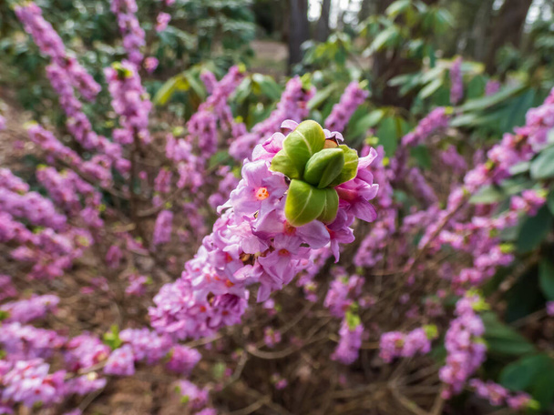 Makro shot z czterech płatów różowy i jasnofioletowy silnie pachnące kwiaty toksycznego krzewu Mezereon lub lutowy daphne (Daphne mezereum) wczesną wiosną na gołe łodygi z niektórych zielonych liści pojawiających się - Zdjęcie, obraz