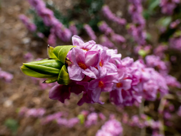 Macro shot of Four-lobed pink and light purple strongly scented flowers of toxic shrub Mezereon or February daphne  (Daphne mezereum) in early spring on bare stems with some green leaves appearing - Photo, Image
