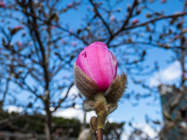 Nahaufnahme einer geschlossenen Magnolienknospe, die sich im zeitigen Frühjahr mit rosa Blütenblättern zu öffnen beginnt. Die Knospen sind mit weichen, silbernen Haaren bedeckt, die ein wenig wie ein Pelzmantel aussehen. - Foto, Bild