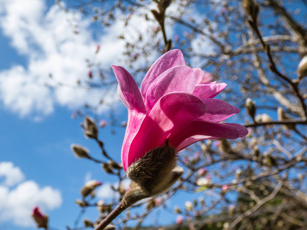 Różowe kwiaty w kształcie gwiazdy kwitnącej Magnolii Gwiazdy - Magnolia stellata wczesną wiosną w słońcu z niebieskim niebem. Piękne kwiatowe tło wiosny - Zdjęcie, obraz