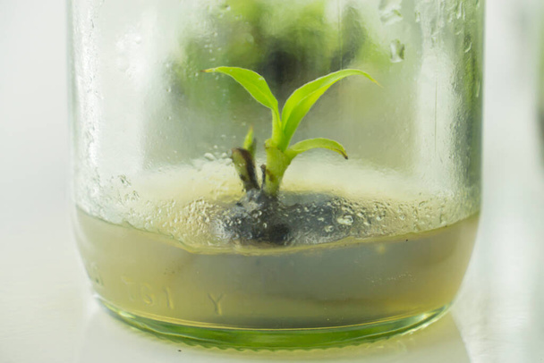 Ερευνητές εξετάζουν υδρόβια φυτά σε αίθουσα καλλιέργειας ιστών. Πωλείται στην αγορά.Η καλλιέργεια φυτικών ιστών είναι μια τεχνική που χρησιμοποιείται για την ανάπτυξη φυτικών κυττάρων κάτω από στείρες συνθήκες. - Φωτογραφία, εικόνα