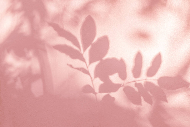 Ombra foglia e luce su sfondo parete rosa natura. Foglie naturali ramo d'albero e le ombre delle piante con la luce del sole inzuppato sulla parete bianca. Effetto di sovrapposizione ombra per il modellamento fogliare, layou grafico banner - Foto, immagini