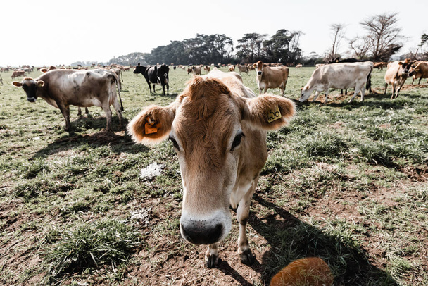 前景に他の牛と酪農場のジャージー牛 - 写真・画像