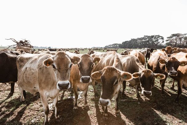 jersey cows on a dairy farm  - Photo, Image