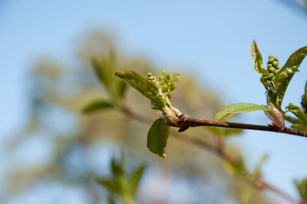 The first spring gentle leaves, buds and branches macro background - Photo, Image