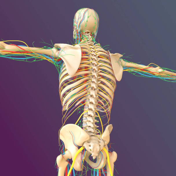 İnsan iskeleti anatomisi uyluk kemiği 3D Tıbbi Kavram Hazırlama - Fotoğraf, Görsel