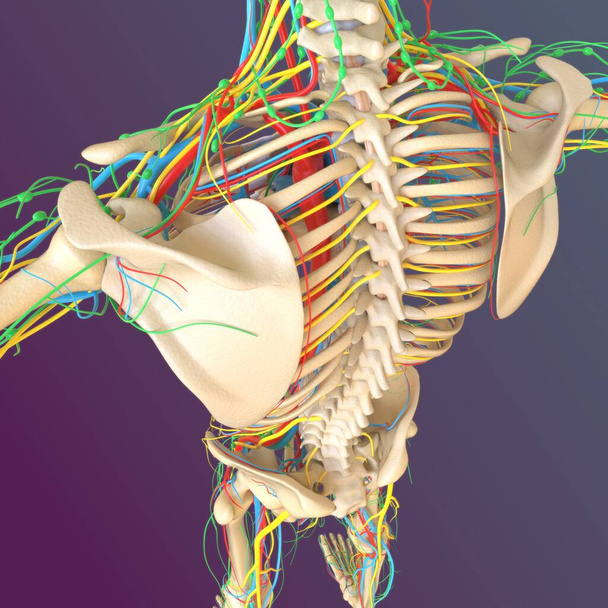 Menselijke skelet anatomie Femur Bone 3D Rendering voor Medisch Concept - Foto, afbeelding