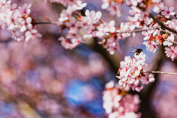 A bumble bee flying over pink cherry flowers among blooming tree branches at springtime. The bumblebee is searching for nectar among Sakura blossoms at spring. Bees (pollinators) move pollen from flower to flower allowing a plant to reproduce - Photo, Image