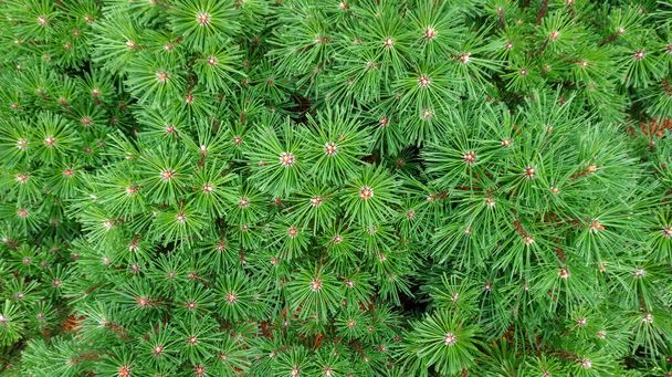 Green background from crown of mountain pine tree close-up with copy space. Young cones at the ends of pine branches. Christmas tree background. - Photo, Image