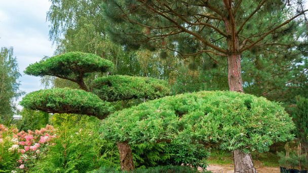 Formação de uma coroa de pinheiro usando a técnica de niwaki. Bonsai em forma de coníferas no jardim de estilo asiático. Elementos de design paisagístico com formas topiárias de abetos sempre verdes. - Foto, Imagem