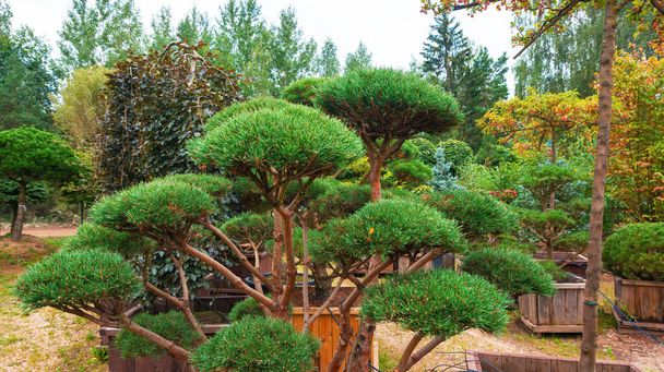 Technika Niwaki do cięcia drzew iglastych. Górskie bonsai sosnowe jako przykład sztuki aktualnej. System kroplowego nawadniania drzew w szkółce roślin. - Zdjęcie, obraz