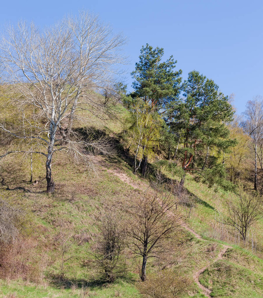 Borovice, osika a jiné listnaté stromy a keře rostoucí na úbočí kopce proti jasnému nebi na začátku jara - Fotografie, Obrázek