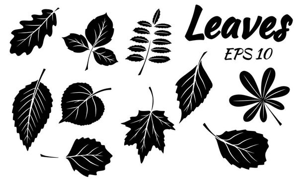 Collection of green leaves. Leaves of different shapes. Carved leaves. Silhouette. Vector set for design and decoration. - Вектор,изображение