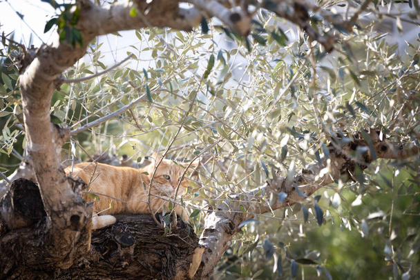 Рыжая кошка лежит на оливковом дереве - Фото, изображение
