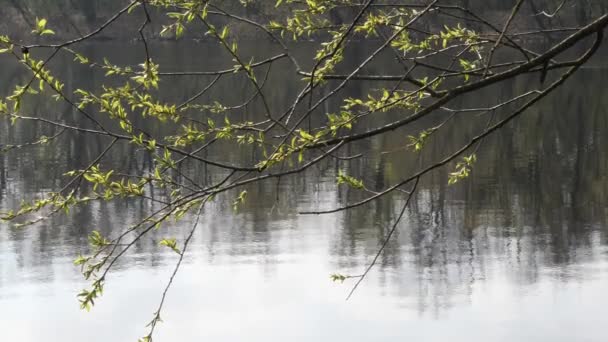 весеннее наводнение большая вода. молодые ветви зеленого дерева над водой - Кадры, видео