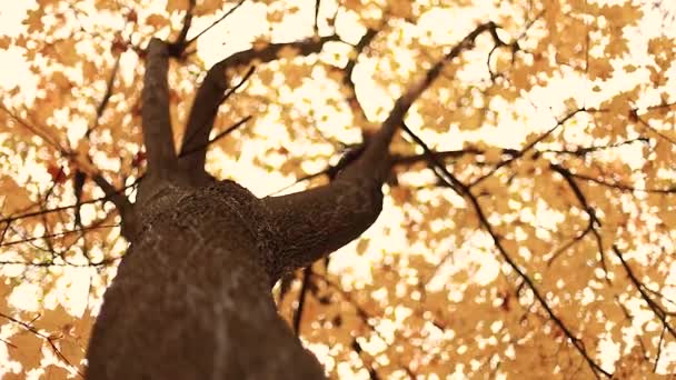 Floresta de outono. Paisagem de queda colorida com árvores douradas. - Filmagem, Vídeo