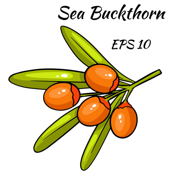 A branch of sea buckthorn berries. - Wektor, obraz