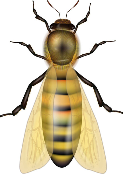 Pszczoła pracownicza odizolowana na białym tle. Zachodnia pszczoła miodna lub europejski pracownik pszczół miodnych Apis mellifera  - Wektor, obraz