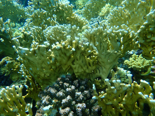 Corail de feu net (Millepora dichotoma) sous-marin, mer Rouge, Égypte, Charm El Sheikh, baie de Nabq - Photo, image