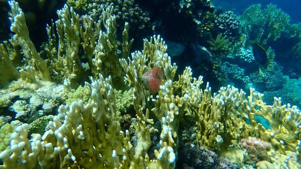 Verkkokoralli (Millepora dichotoma) meren alla, Punainenmeri, Egypti, Sharm El Sheikh, Nabq Bay - Valokuva, kuva