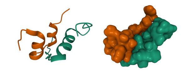 Struktura ludzkiego hormonu insulinopodobnego peptydu-3 heterodimer, 3D kreskówki i Gaussian modeli powierzchni, białe tło - Zdjęcie, obraz