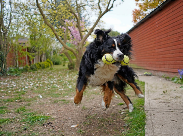 Glücklicher großer Berner Sennenhund springt auf  - Foto, Bild