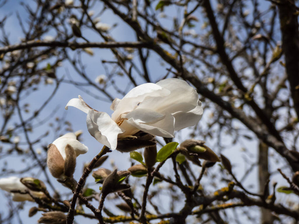 White flowers of blooming Mokyeon or kobus magnolia (Magnolia kobus DC. var. borealis) with bright blue sky and sunlight background in early spring. Dreamy floral background - Photo, Image