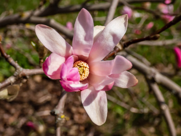 Rosafarbene sternförmige Blume der blühenden Sternmagnolie - Magnolia stellata Sorte 'Rosea' im zeitigen Frühling bei strahlendem Sonnenlicht - Foto, Bild