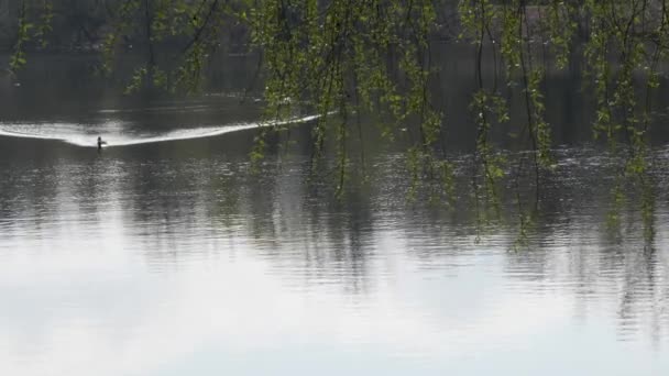 春の洪水孤独な野生のアヒルが水の上に浮かぶ - 映像、動画