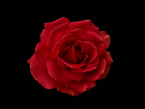 Dark red rose is on black background - Zdjęcie, obraz