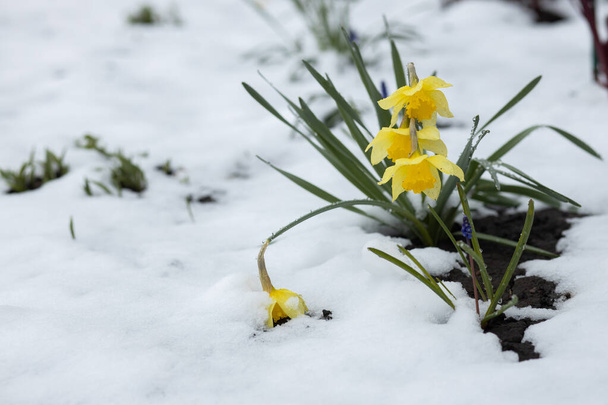  Kukkiva keltainen daffodil taustalla sataa lunta. Keväällä. Huhtikuu. lähikuva, jossa on paikka tekstillesi. Laadukas kuva - Valokuva, kuva