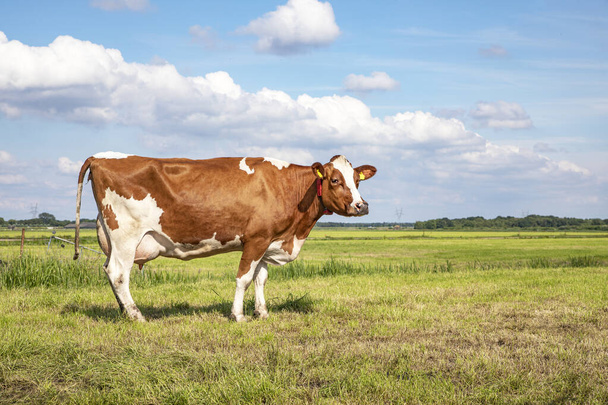 Mucca bruna rossa, grandi mammelle piene, in piedi al pascolo nei Paesi Bassi, cielo blu ed erba verde. - Foto, immagini