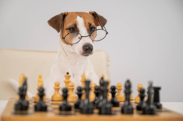 Smart dog jack russell terrier in glasses plays chess on a white background. - Fotó, kép