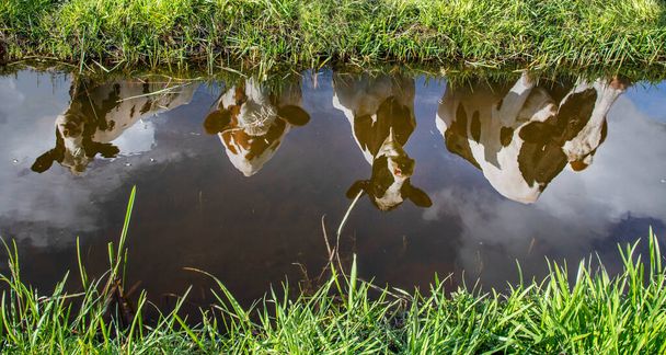 Reflejo de cuatro vacas en el agua de un arroyo o zanja, ganado lechero Friesian Holstein blanco y negro. - Foto, imagen