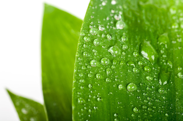 Gotas de água em uma folha verde - Foto, Imagem